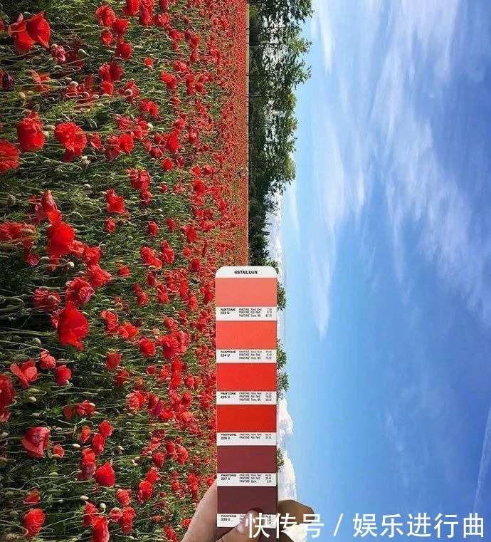 参考|配色参考|INS博主超有趣的自然高级配色!插画设计存起来!