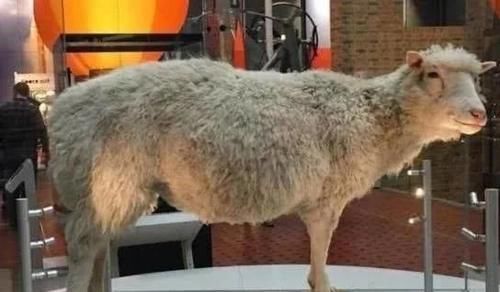 多莉 当年克隆成功的羊“多莉”,如今怎样了呢变成了怪物