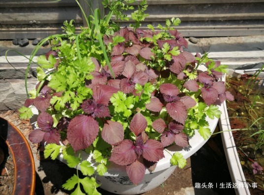 细菌讨厌的3种植物，家里养一盆，不仅好看，还能省去很多医药费