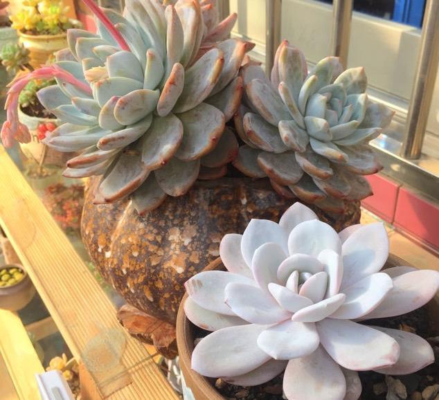 把多肉植物养成老桩的过程，这样选盆用土，多肉根系粗又壮