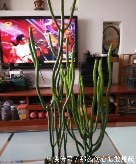 数据库|漂亮的有毒花,认识20种“大毒花”,涨知识不吃亏