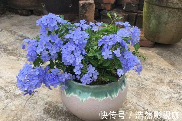 盆栽|春夏交替，养啥花省心简单家庭盆栽5款植物，装饰效果佳