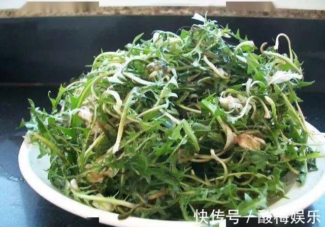 食用禁忌|蒲公英,用对是药,用错是毒!别让无知害了自己