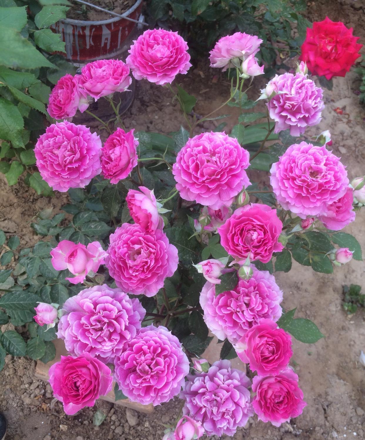 牡丹|阳台养花,养棵“天方夜谭”吧,美丽若牡丹,浓香四溢,多季花开