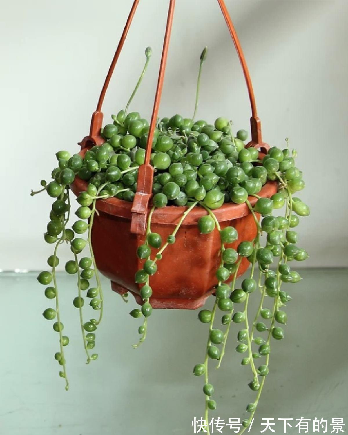 佛珠吊兰|珍珠吊兰枯萎了怎么办,忽略几点容易造成珍珠吊兰叶片萎蔫哦