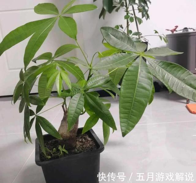 发财树爱烂根，土里埋颗粒，根系发达，叶子闪亮，长成大盆景