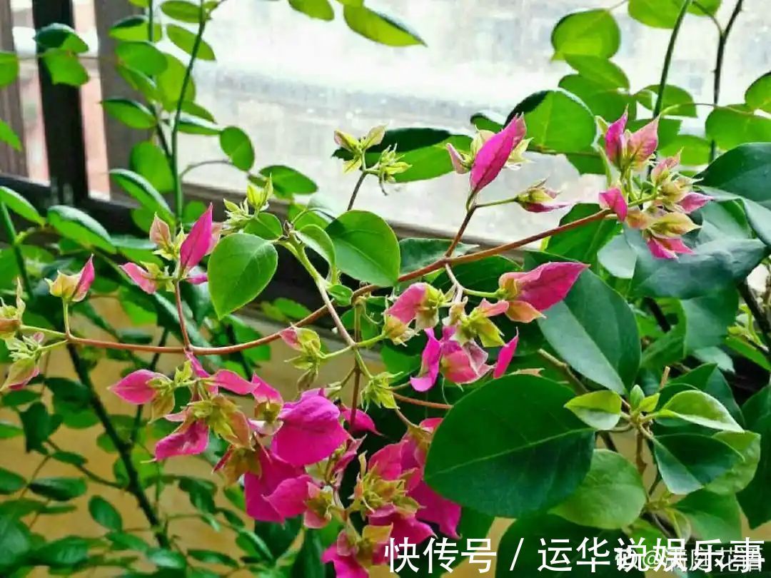 10种花爱喝醋,浇水加点酸,叶子油亮爱开花!