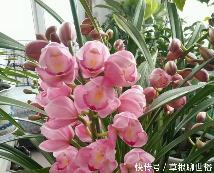 4种花漂亮又好养,比牡丹好看,浇水就疯长,开花爆盆很容易