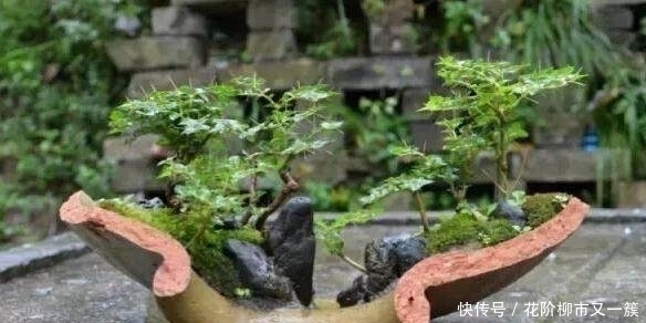 都是大爷差别真大,印象中的大爷只会挤公交,而他用破缸做盆景