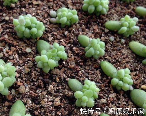 多肉新玉缀怎么叶插教你3个小步骤，叶插后生根快速长势旺盛