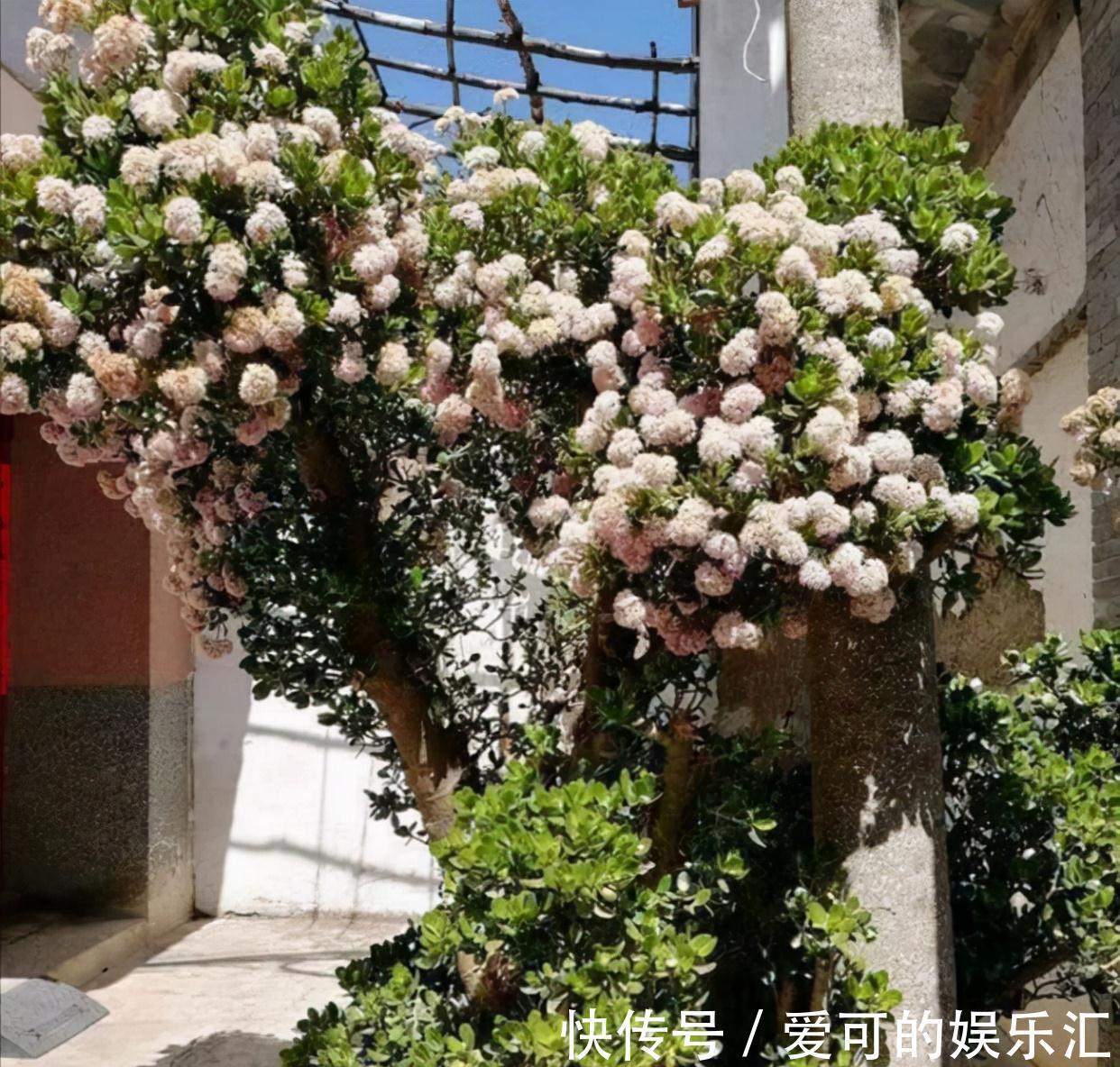 有名的“12种旺财花”,吉祥又大气,养成老桩更“旺家”