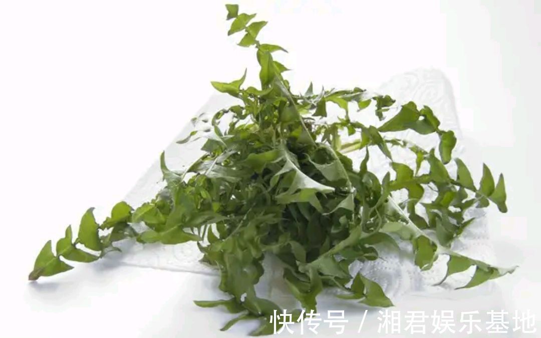 凉拌蒲公英|蒲公英的叶子、根茎、花泡水喝,作用是否一样呢请记住两个不喝