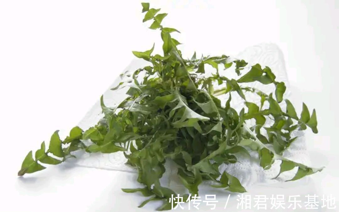 凉拌蒲公英|蒲公英的叶子、根茎、花泡水喝，作用是否一样呢请记住两个不喝