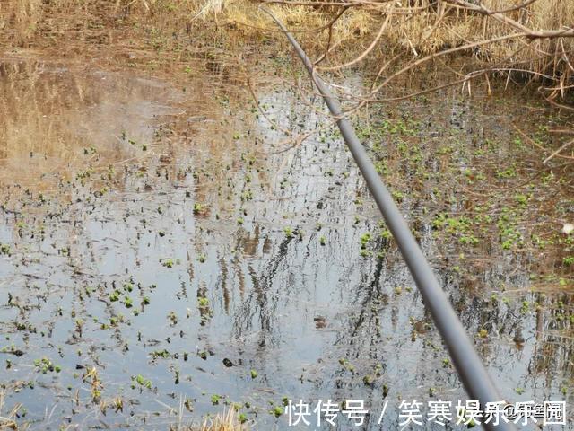鲫鱼|小鲫鱼连杆钓,大鲫鱼不见影?找到原因对症下药才能钓过瘾