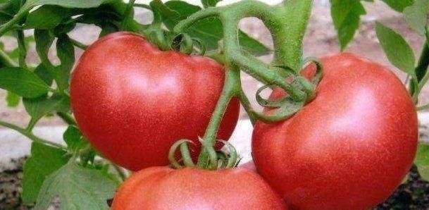 鸡蛋|西红柿的最佳搭配不是鸡蛋和此物一起搭配,百病远离你