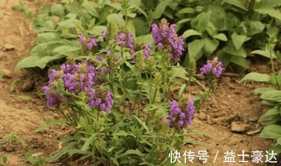 野生蔬菜|农村一种野菜，常吃可防备肿瘤、加强人体免疫力，很珍贵