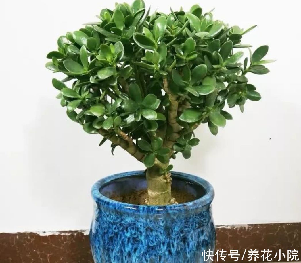 修剪|2种植物长得快，三五年养成老桩，越养越值钱