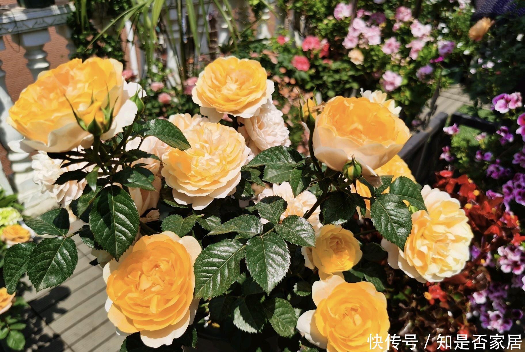 月季黄叶是什么情况?弄清“4点”,一直绿油油,明年“花更多”