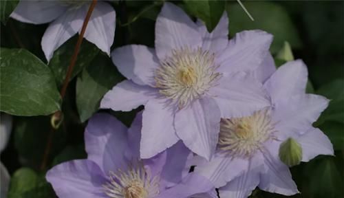 3种花太漂亮了，四季都开花，漂亮又芳香，可阳台盆栽，很受欢迎