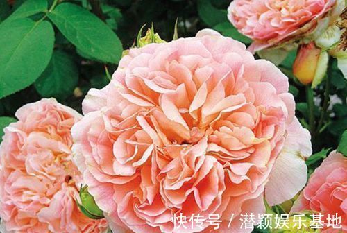 “优良月季”戴尔巴德,花型丰满,丰腴婀娜,可以说是养花首选