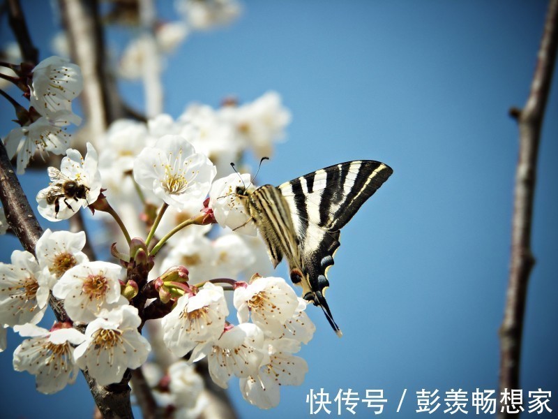 生肖鸡|十二生肖里，人生多遇大起大落的四大生肖，事事很难预料！