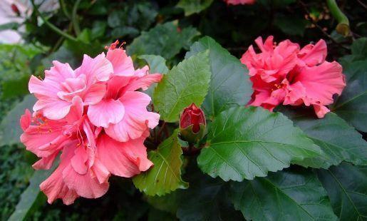 农历十月初一霜降后，养什么花？以下3种花，红红火火福运绵绵