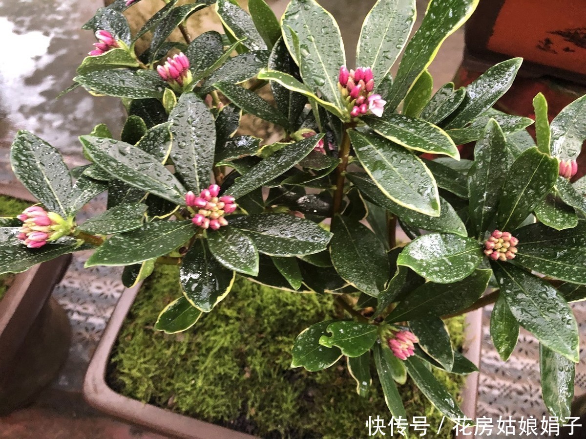 神奇的金边瑞香,科学的养护管理,花香四溢,开花爆盆