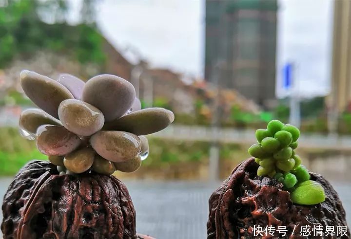 多肉盆栽猪肉这么贵,骨头洗干净种多肉,比花盆还好看