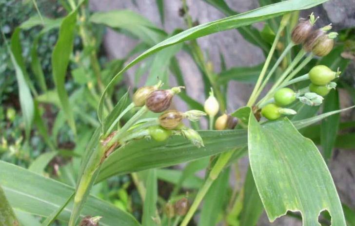 玩具|农村称“万佛珠”,小时候当玩具,殊不知价值珍贵,若遇见请重视