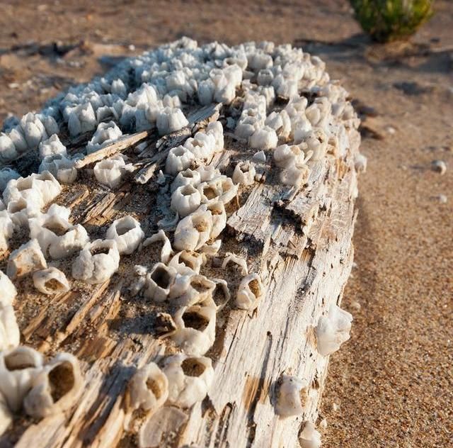 拦住|大航海时代很浪漫（一）？大西洋就足以拦住多数人的野望