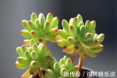 光照|4种漂亮多肉,就适合贱养,不然容易徒长,影响美观