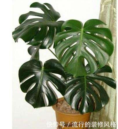 养花|养花这样施肥,事半功倍,啥花都长的倍棒!