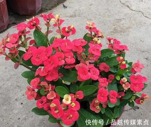 “它”才是名副其实的“开花机器”,耐寒又耐热,好养又漂亮!