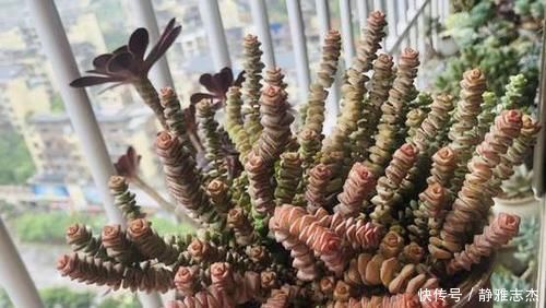 养分|养花换盆:废弃的旧土怎么处理?掺入这3样东西,可再次使用