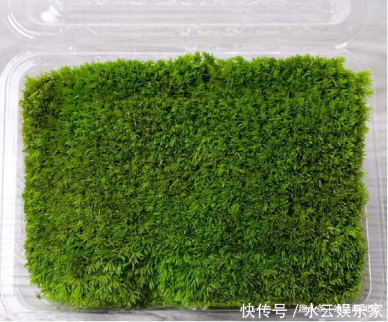 盆栽|到墙脚挖点青苔做盆栽,没想到养出了微景观,太漂亮了