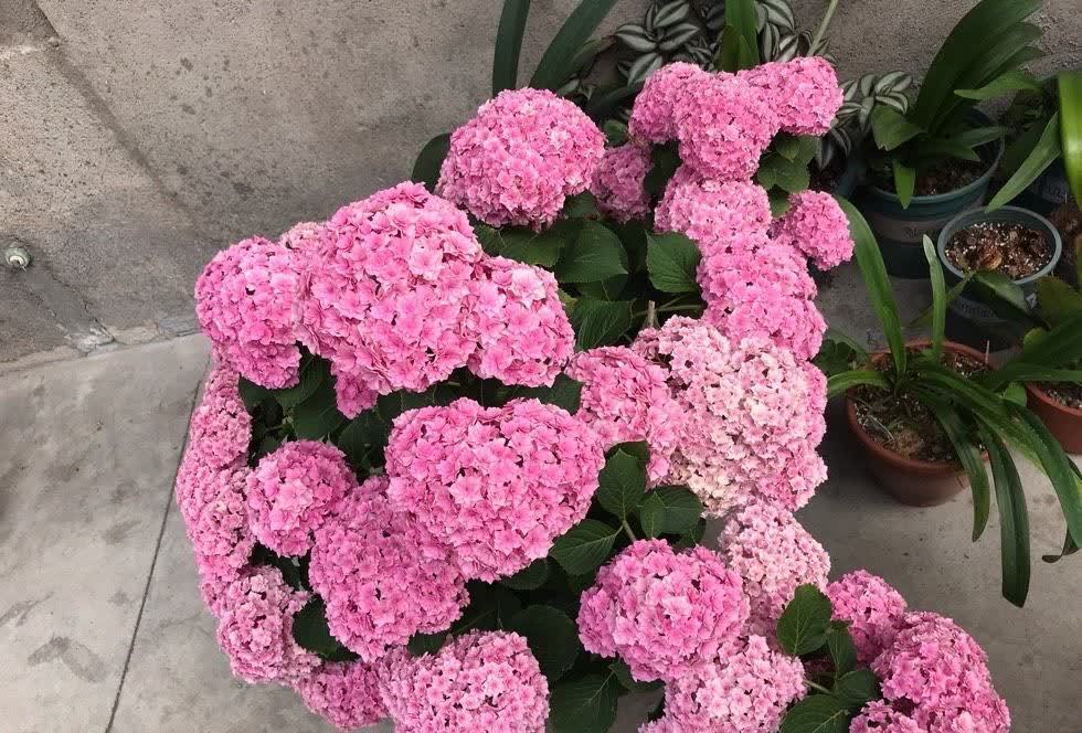 有“两种花”,春天一定别修剪,花苞才能更多开花更美