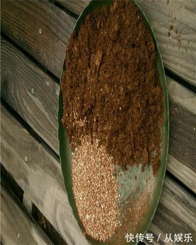 月季扦插不生根试试以下这个小妙招,保准根根活