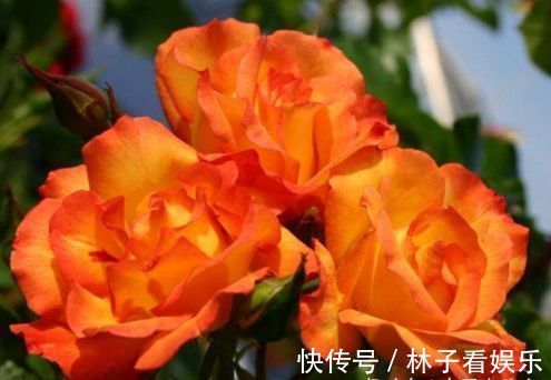 喜欢菊花,不如养盆“玫瑰珍品”宠爱小姐,花开靓丽,极为少见!