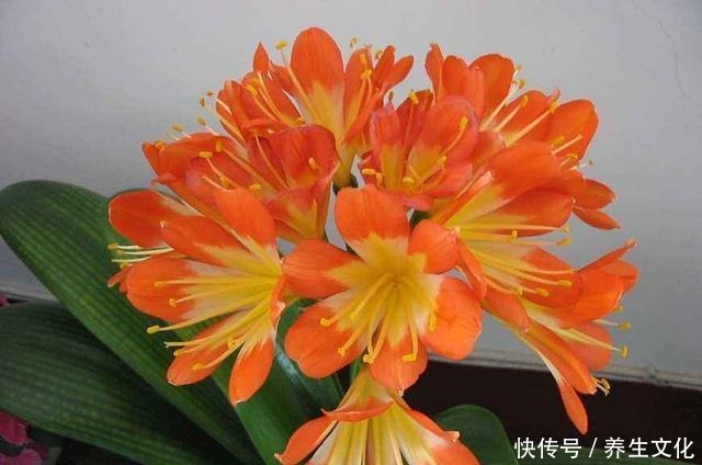 3种盆栽,一个比一个贵,撒下种子,开花一大片,个个都金贵!