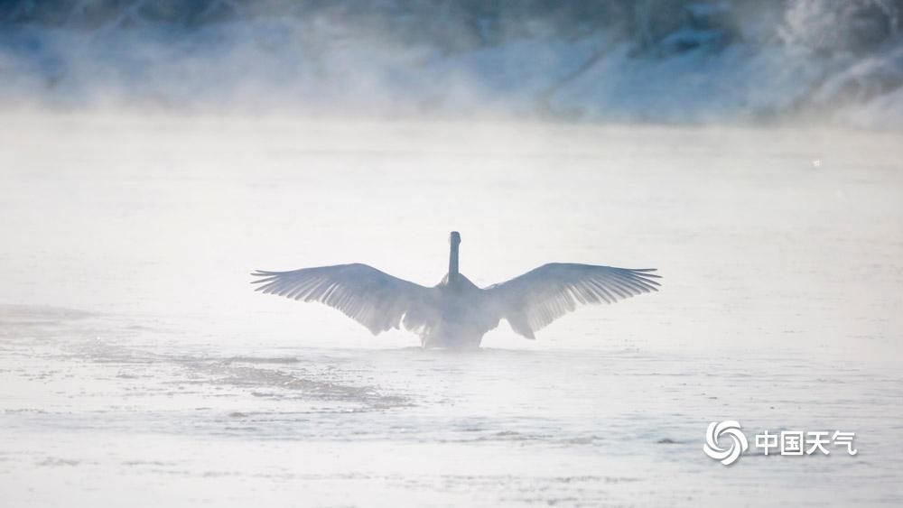  雪中秀|仙气足！甘肃黑河天鹅雪中秀身姿