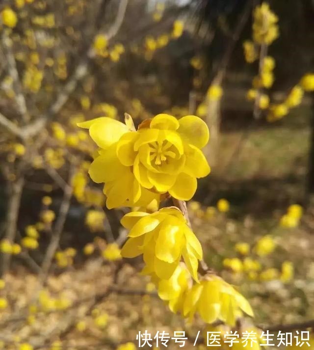 两种“花枝”很漂亮，花友很喜欢，一个水瓶就能养，花香四溢的！