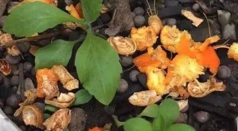 养花离不开花肥,怎么正确发酵花生壳?一共三步,一步不能少