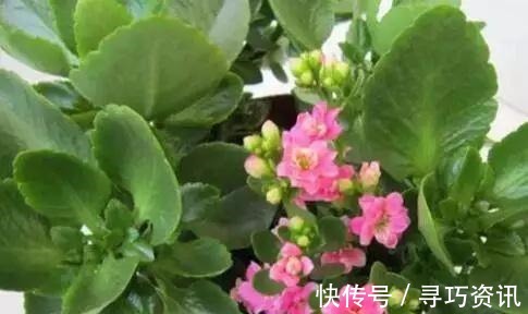 茂盛|想要长寿多开花,一遮一浇一喷就搞掂,30天不管“窜”满盆!