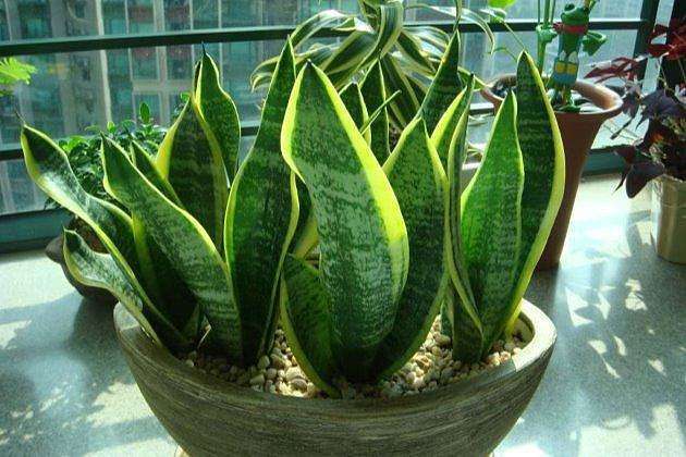 芦荟、虎皮兰长得慢就浇“1种水”，不施肥，也长满一圈小芽芽