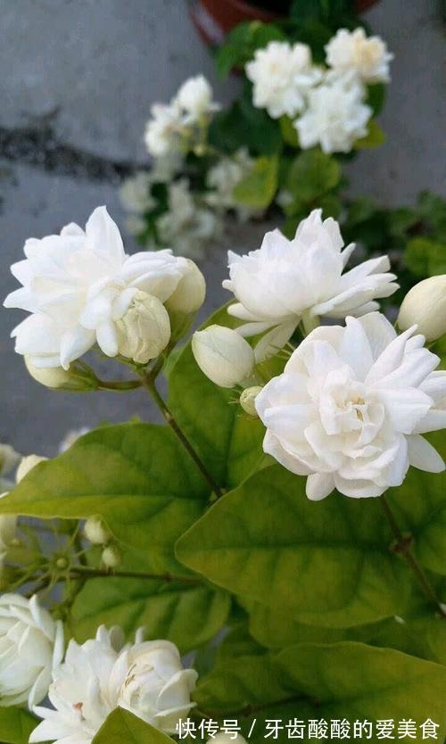 养花就养心,5种“长寿命”花,最适合老人养,健康又长寿