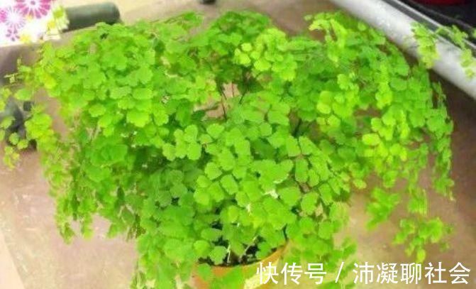 家养5种旺运花，富贵好运财源滚滚来，懂花的人都在养