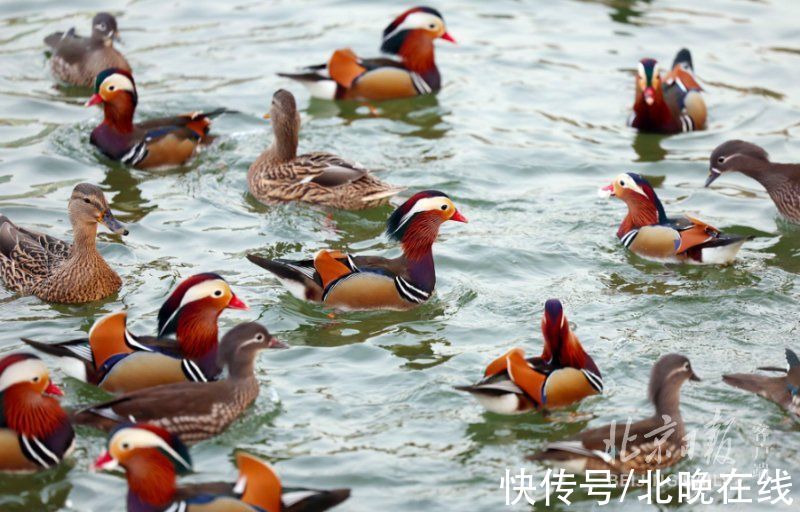 同池|冬日美景！一大波鸳鸯飞抵龙潭湖，和野鸭同池嬉戏真热闹