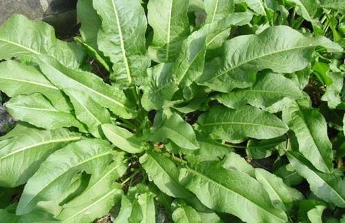 大黄|生长在河边的“野菠菜”,能够乌黑头发治脚气,价值很高