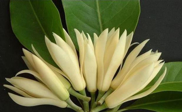 金桂|几种植物全身“飘香”,香味经久不散,家里摆上一盆,生活更舒适