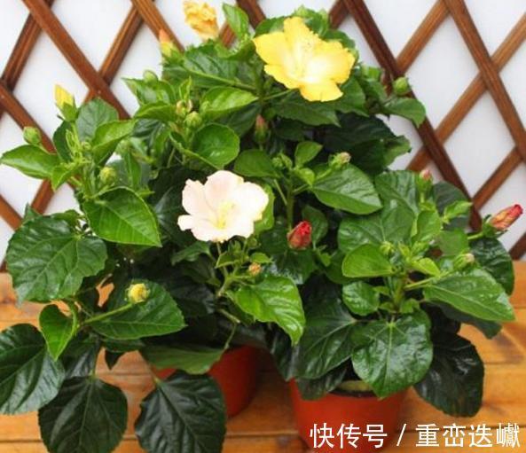 阳台上|比香水还要香的6种花，栽在阳台上，满屋子都飘香，美极了！